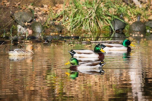 KLM_Birds_112011-004