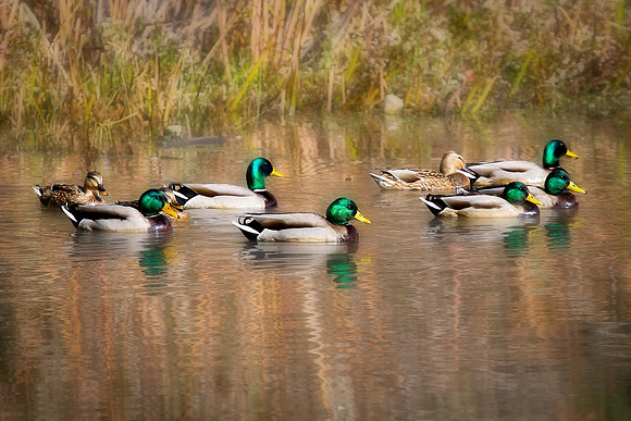 KLM_Birds_112011-006