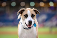 Dogs_07172017_KarlLMoore-9-Edit