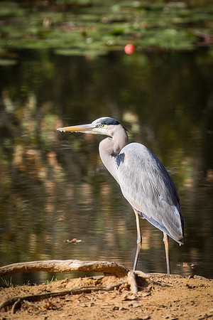 KLM_Birds_112011-001
