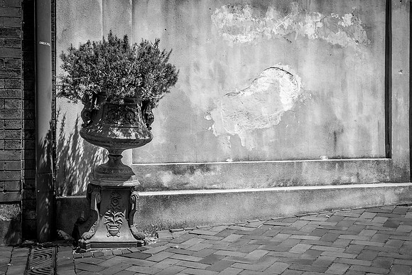 Savannah 082014-6