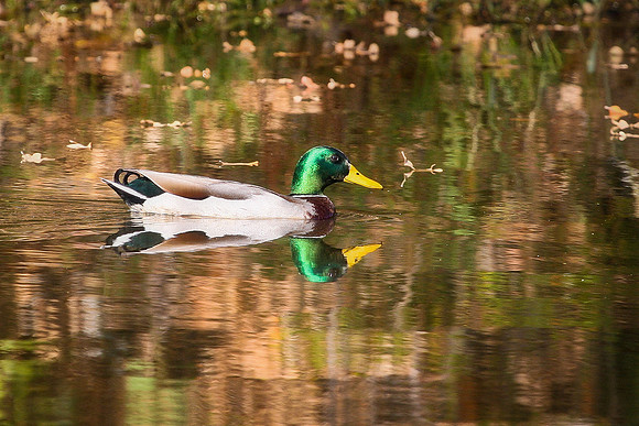 KLM_Birds_112011-003
