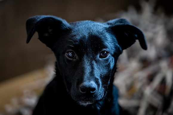 Datascan_03302019_KarlLMoore-133
