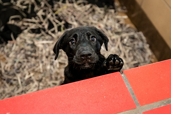 Datascan_03302019_KarlLMoore-33
